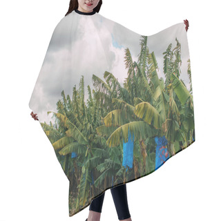 Personality  Green Palm Trees Against Grey Cloudy Sky Hair Cutting Cape