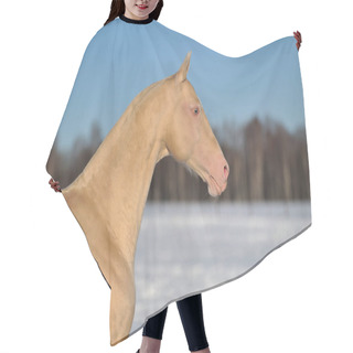 Personality  Cremello Akhal Teke Horse Stands In The Winter Pasture In The Chill Sunny Day. Horizontal, Portrait, Side View. Hair Cutting Cape