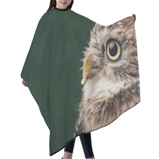 Personality  Brown Cute Wild Owl Isolated On Black With Copy Space Hair Cutting Cape