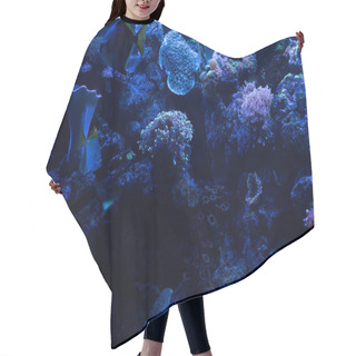 Personality  Fishes Swimming Under Water In Aquarium With Blue Lighting And Corals Hair Cutting Cape