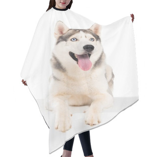 Personality  Funny Siberian Husky Dog, Isolated On White  Hair Cutting Cape