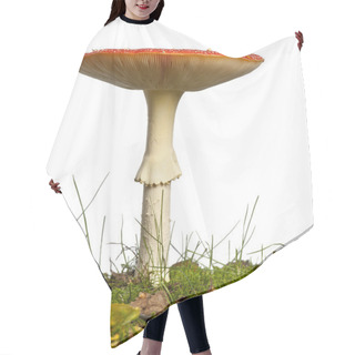 Personality  Mature Fly Agaric Or Fly Amanita Mushroom, Amanita Muscaria, In Hair Cutting Cape