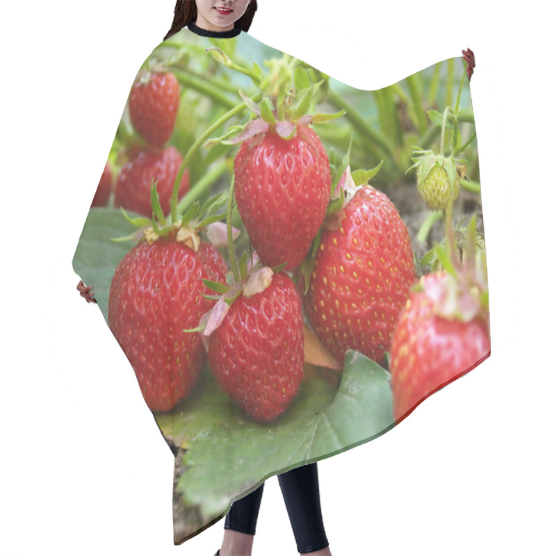 Personality  Bush of strawberry hair cutting cape