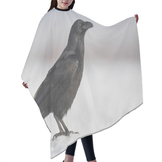 Personality  Close Up View Of Common Raven In Natural Habitat Hair Cutting Cape