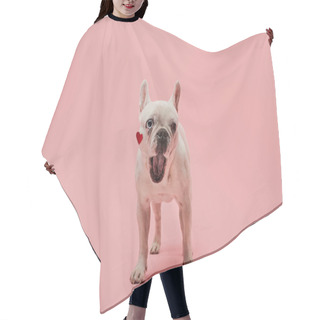 Personality  White French Bulldog With Red Heart On Muzzle And Open Mouth On Pink Background Hair Cutting Cape