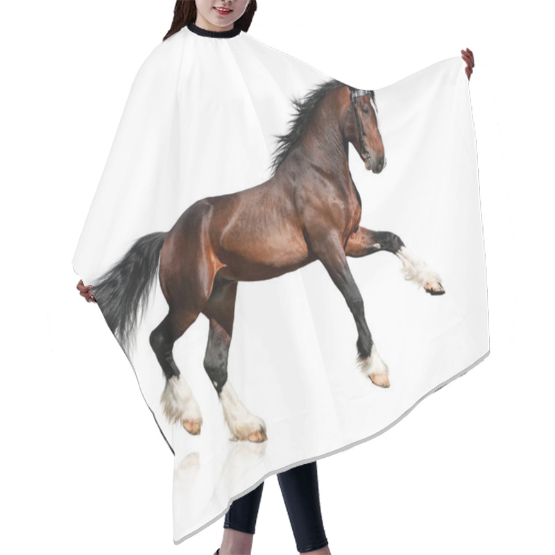 Personality  Bay Horse Isolated Hair Cutting Cape
