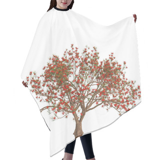 Personality  3d Illustration Of Delonix Regia Tree Isolated On White Background Hair Cutting Cape