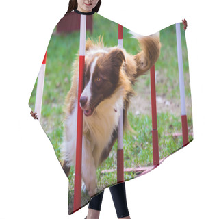 Personality  Agility Dog With A Red Border Collie Hair Cutting Cape