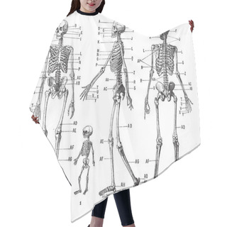 Personality  Human Skeleton, Vintage Engraving. Hair Cutting Cape