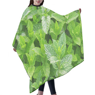 Personality  Mint 01 Hair Cutting Cape