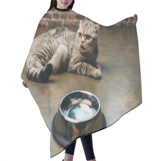 Personality  Adorable Tabby Scottish Fold Cat Licking Nose Near Bowl On Floor Hair Cutting Cape