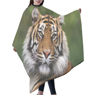 Personality  Detailed Portrait Of A Benegal Tiger Hair Cutting Cape