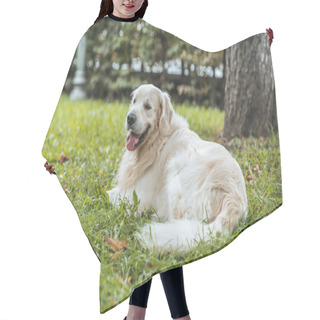 Personality  Cute Playful Golden Retriever Dog Lying On Green Grass In Park Hair Cutting Cape