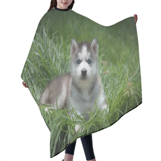 Personality  Little Siberian Husky Puppy Lying On Green Grass Hair Cutting Cape