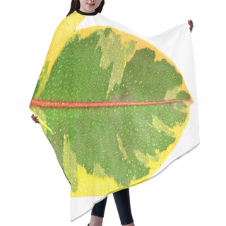Personality  Ficus Leaf With Beautiful Structure Hair Cutting Cape