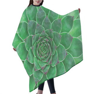 Personality  Succulent Background. High Quality Texture Of The Succulent. Plant Background Hair Cutting Cape