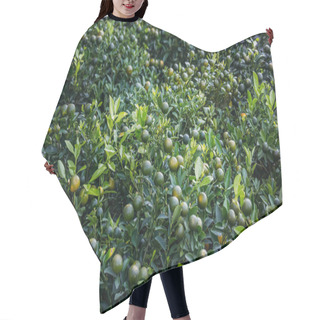 Personality  Limes Hair Cutting Cape