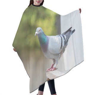 Personality  Homing Pigeon Bird Perching On Home Loft Hair Cutting Cape