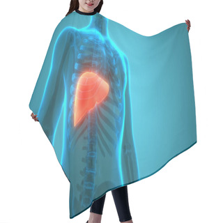 Personality  Human Body Organs Liver Anatomy. 3D Hair Cutting Cape
