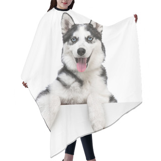 Personality  Husky Dog Portrait Above White Hair Cutting Cape