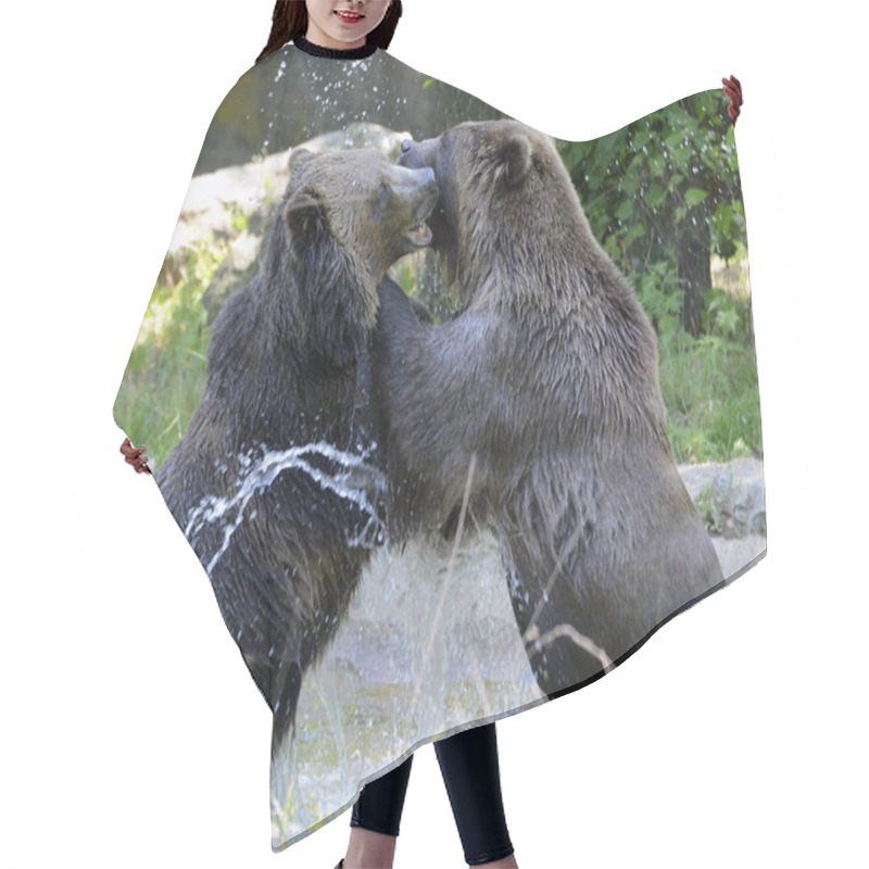 Personality  Grizzly Bear - isolated hair cutting cape