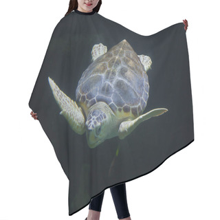 Personality  Loggerhead Sea Turtle Hair Cutting Cape