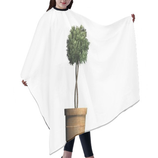 Personality  Boxwood Topiary - Isolated On White Background Hair Cutting Cape