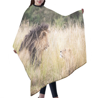 Personality  African Lion And Lioness Looking At Each Other With Affection While Lying In A Tall Grass Field In Kenya, Africa Hair Cutting Cape
