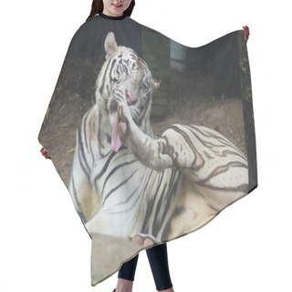 Personality  Close Up White Tiger Is Sit Down And Rest On Floor Hair Cutting Cape