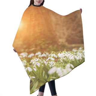 Personality  White Snowdrop Flowers In Spring Hair Cutting Cape