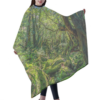 Personality  Primival Forest Hiking Trails In Yakushima, Japan Hair Cutting Cape