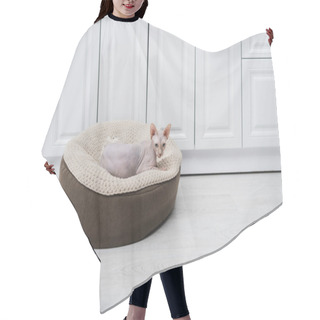 Personality  Sphynx Cat Lying On Ottoman In Kitchen  Hair Cutting Cape