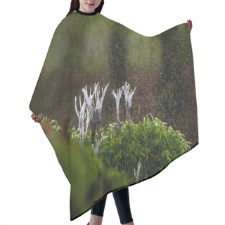 Personality  Candlesnuff Fungus Or Candlestick During Rainstorm In Nature Hair Cutting Cape