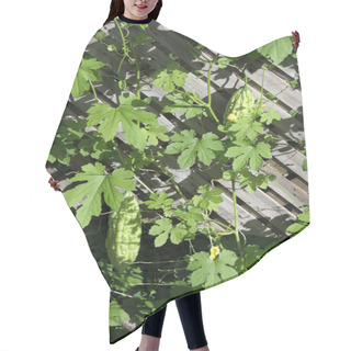 Personality  Bitter Gourd & Plant Hair Cutting Cape