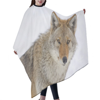 Personality  Coyote Hair Cutting Cape