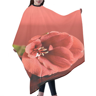 Personality  Amaryllis Flower In Living Coral Color On Red Background. Pantone Color Of The Year 2019 Concept Hair Cutting Cape