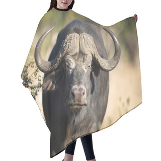 Personality  Buffalo. Part Of The Big 5 Hair Cutting Cape