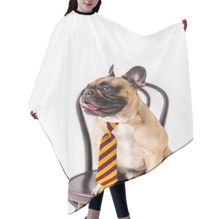 Personality  Bulldog In Striped Necktie Hair Cutting Cape