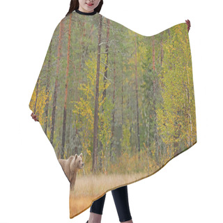 Personality  Bear Hidden In Yellow Forest With Tall Trees Hair Cutting Cape