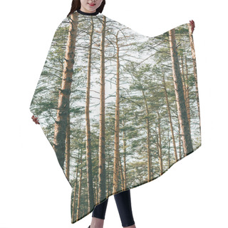 Personality  Beautiful View Of High Pine Trees In Forest  Hair Cutting Cape
