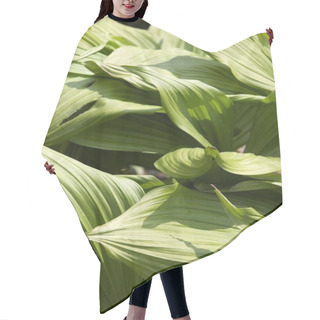 Personality  Leaves Hair Cutting Cape