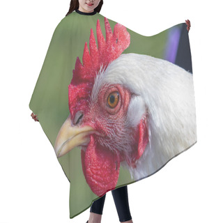 Personality  Close-up Portrait Of A Delaware Chicken Hair Cutting Cape