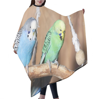 Personality  Pair Of Blue Budgerigars Hair Cutting Cape