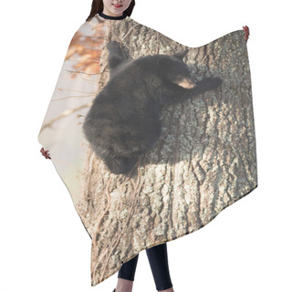 Personality  American Black Bear Cub Hair Cutting Cape