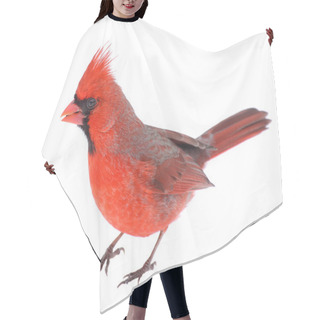 Personality  Cardinal Isolated Hair Cutting Cape