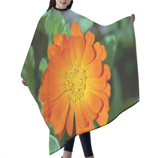 Personality  Closeup Of A Marigold Flower Outdoor Hair Cutting Cape