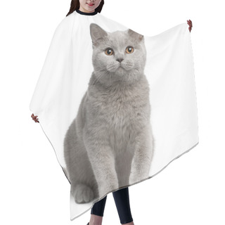 Personality  British Shorthair Cat, 7 Months Old, Sitting In Front Of White Background Hair Cutting Cape