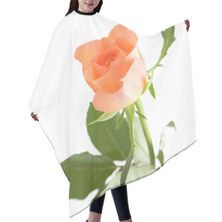 Personality  Pale Orange Rose Isolated On White Background; Hair Cutting Cape