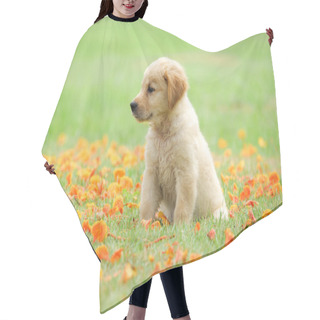 Personality  Cute Puppy Golden Retriever Sitting In The Park. Hair Cutting Cape