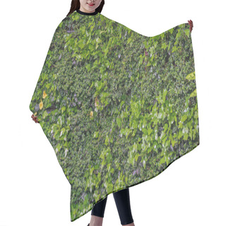 Personality  Green Wall With Plants, Vertical Gardening Hair Cutting Cape